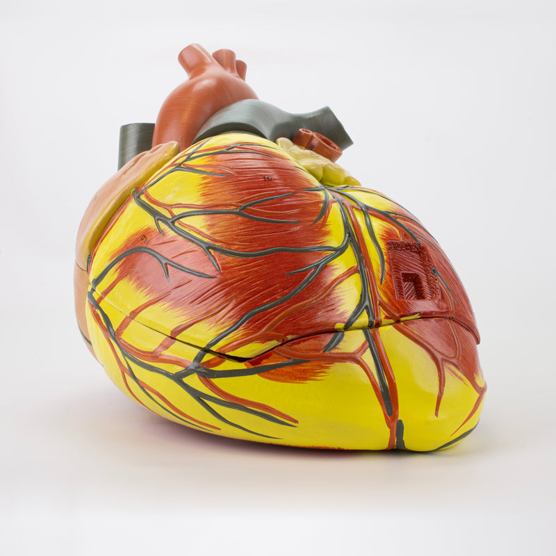 Load image into Gallery viewer, Heart Model, 3X Enlarged
