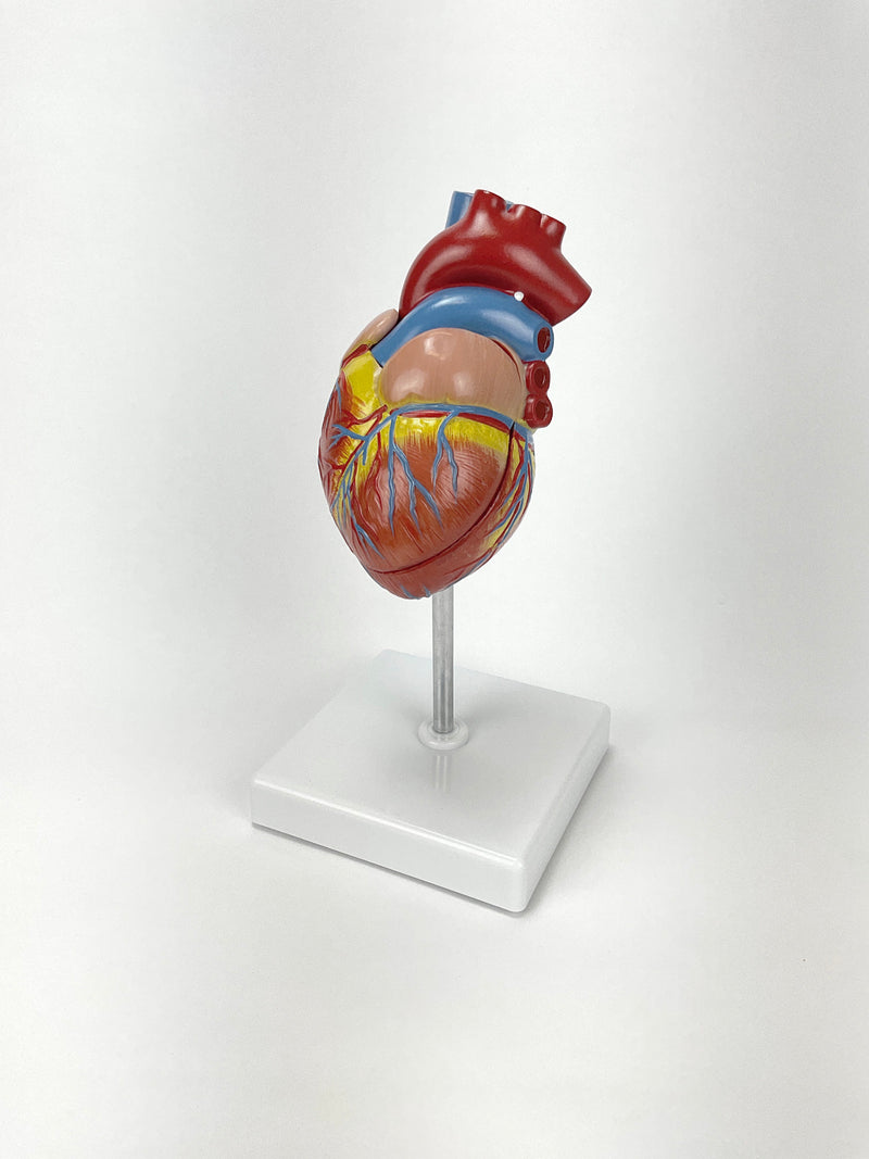 Load image into Gallery viewer, Classic Heart Model with Ventricular Hypertrophy