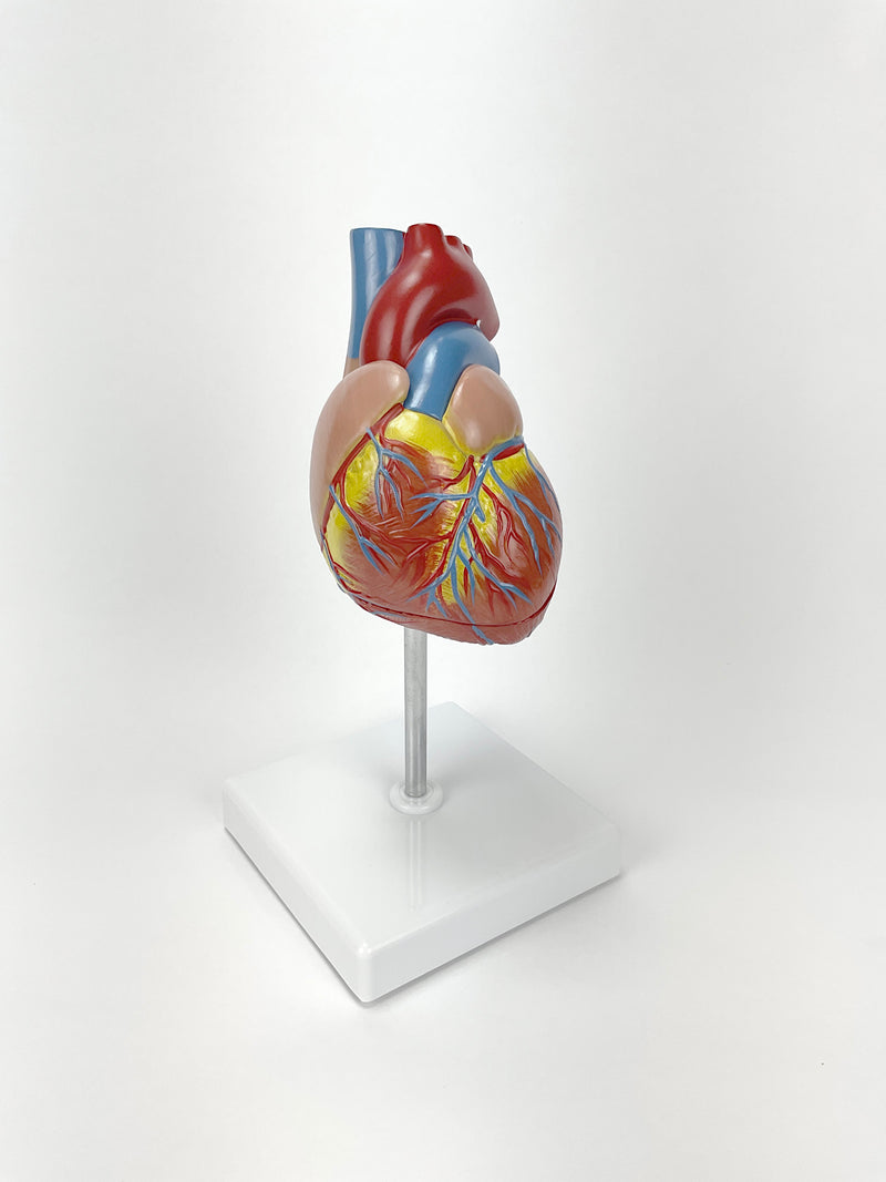 Load image into Gallery viewer, Classic Heart Model with Ventricular Hypertrophy
