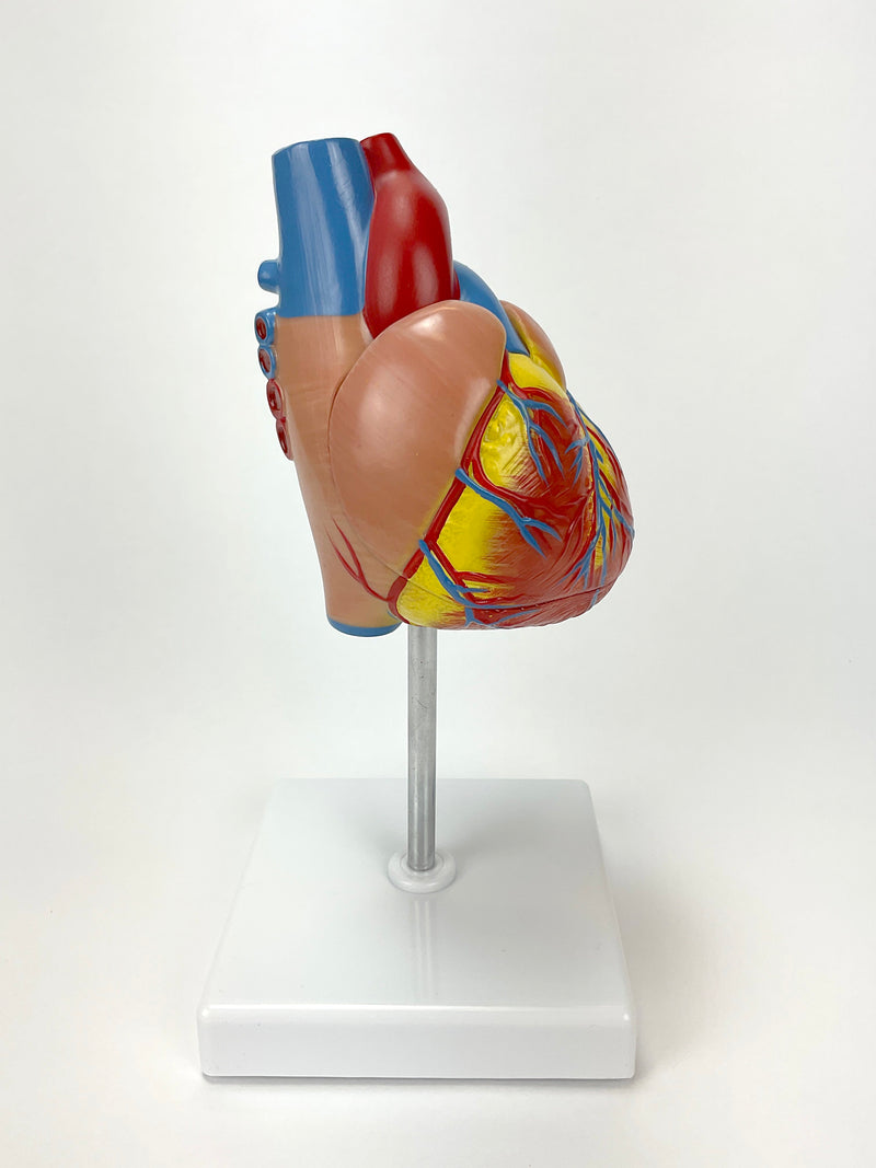 Load image into Gallery viewer, Classic Heart Model with Ventricular Hypertrophy