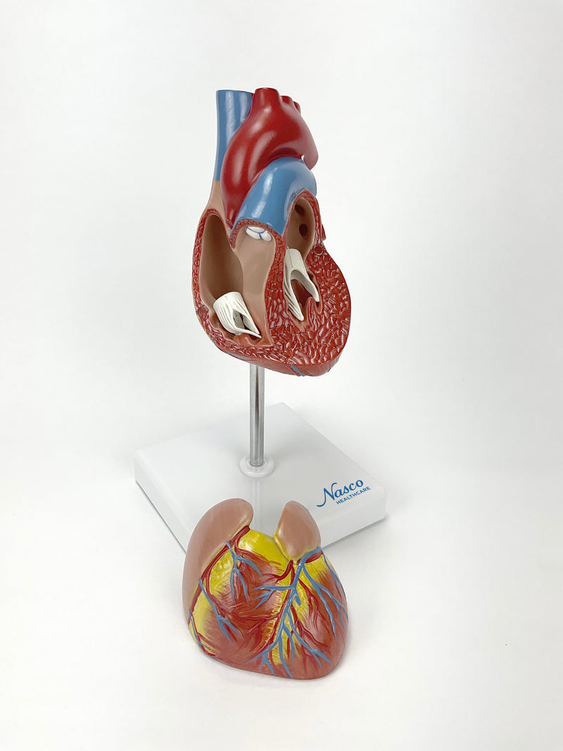 Load image into Gallery viewer, Classic Heart Model with Ventricular Hypertrophy