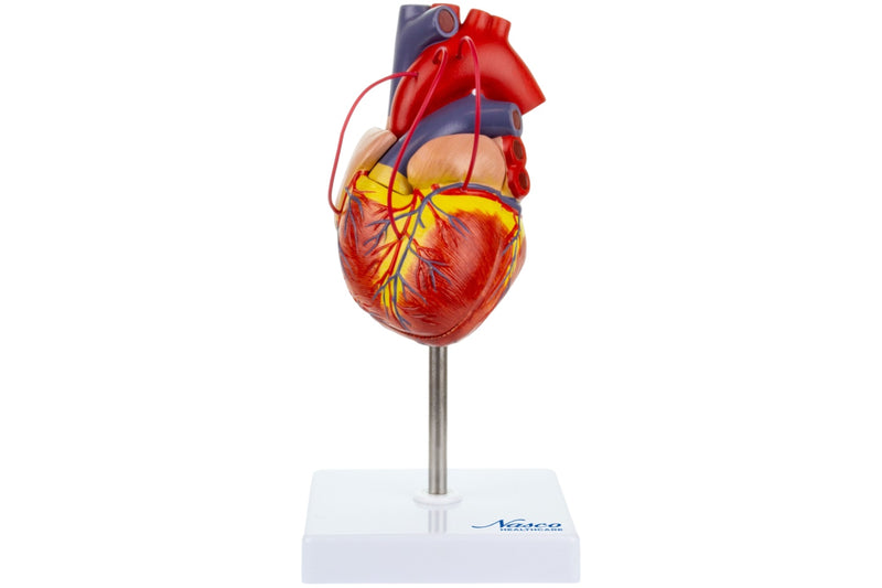 Load image into Gallery viewer, Classic Heart Model with Coronary Bypass