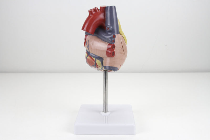 Load image into Gallery viewer, Classic Heart Model with Thymus