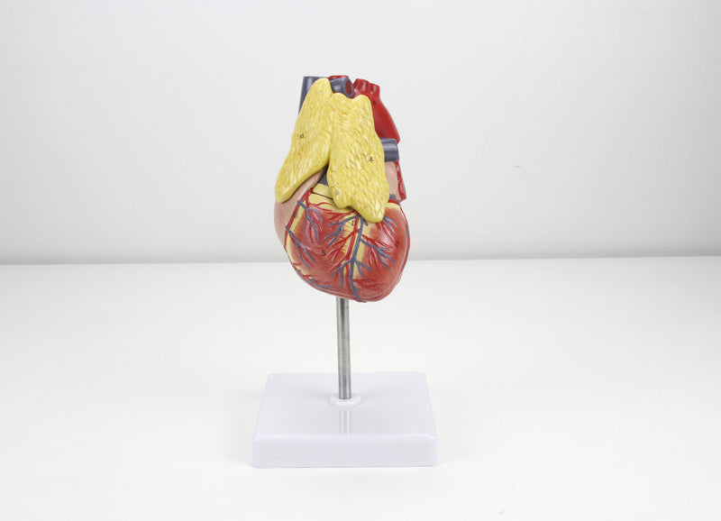 Load image into Gallery viewer, Classic Heart Model with Thymus
