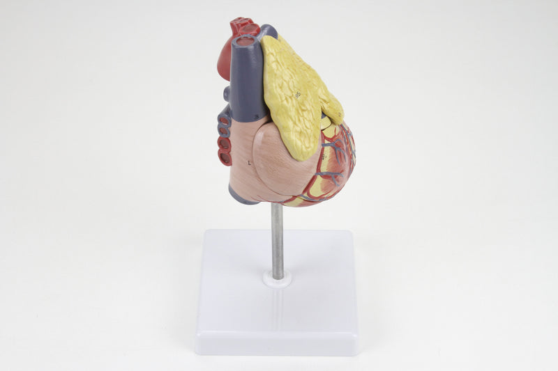 Load image into Gallery viewer, Classic Heart Model with Thymus