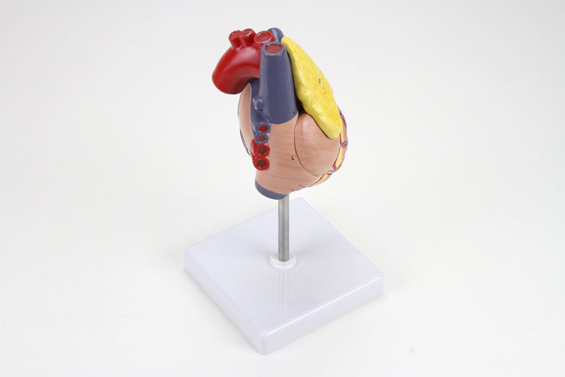Load image into Gallery viewer, Classic Heart Model with Thymus