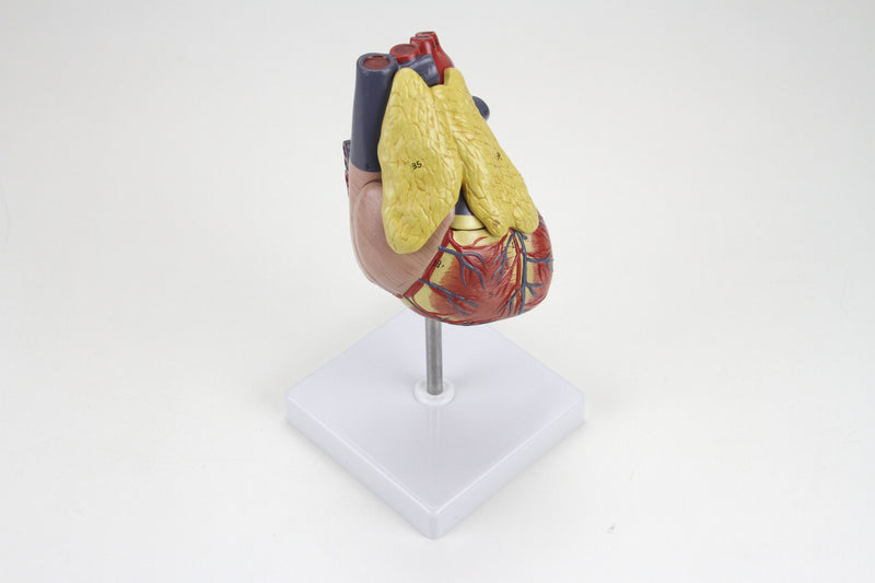 Load image into Gallery viewer, Classic Heart Model with Thymus