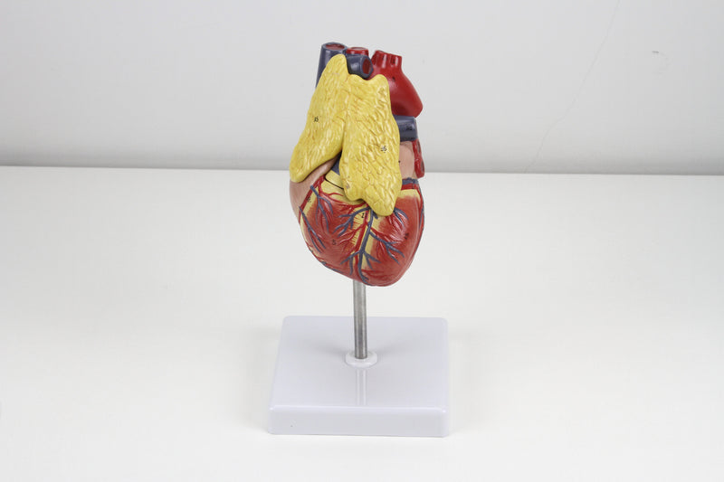 Load image into Gallery viewer, Classic Heart Model with Thymus
