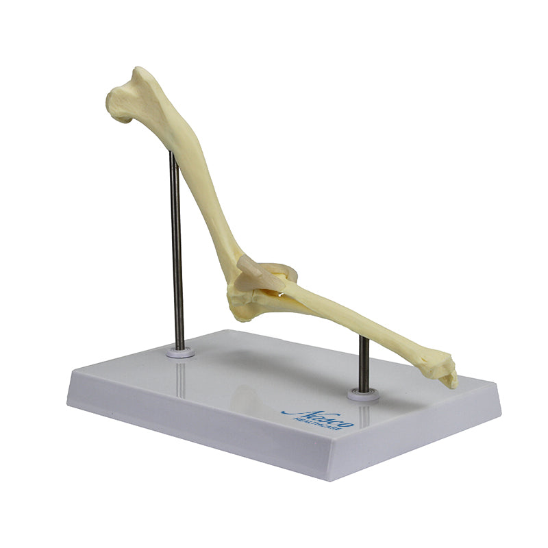 Load image into Gallery viewer, Canine Elbow Model