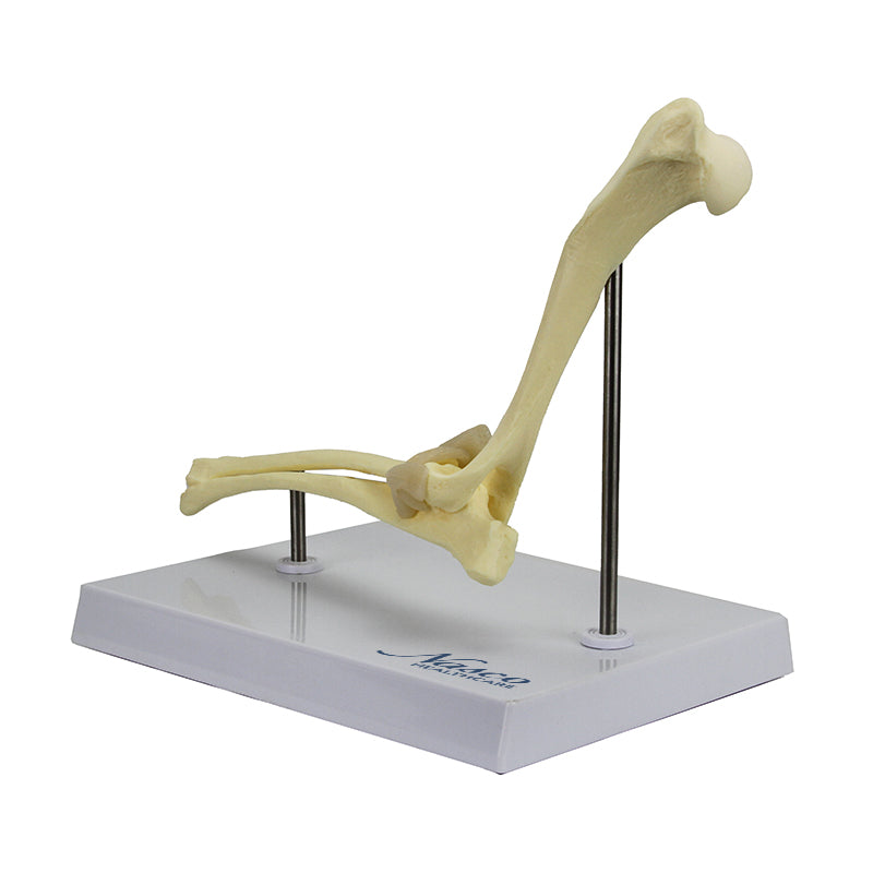 Load image into Gallery viewer, Canine Elbow Model