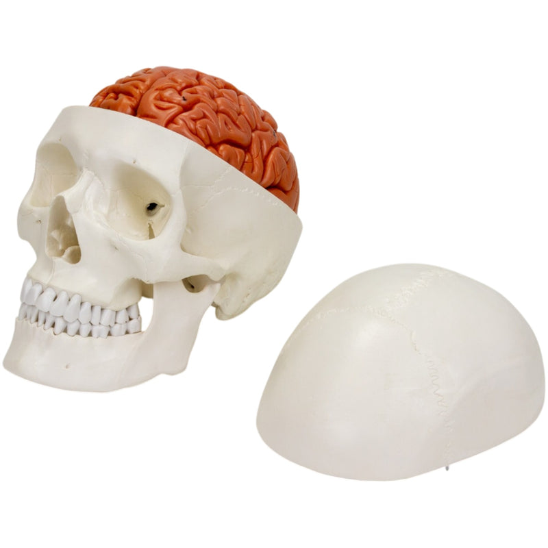 Load image into Gallery viewer, Skull with Brain Model, 11-Parts