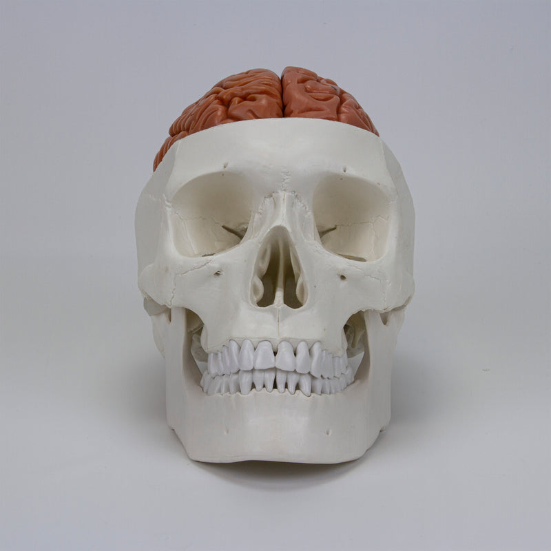 Load image into Gallery viewer, Skull with Brain Model, 11-Parts