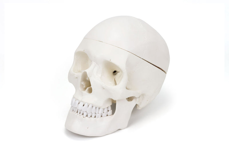 Load image into Gallery viewer, Skull with Brain Model, 11-Parts