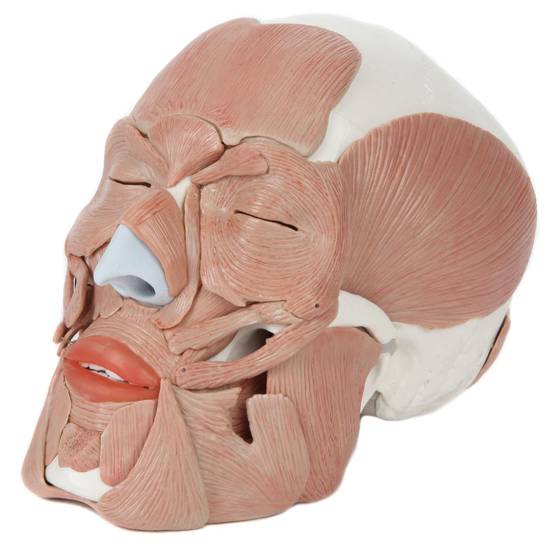 Load image into Gallery viewer, Skull with Facial Muscles Model