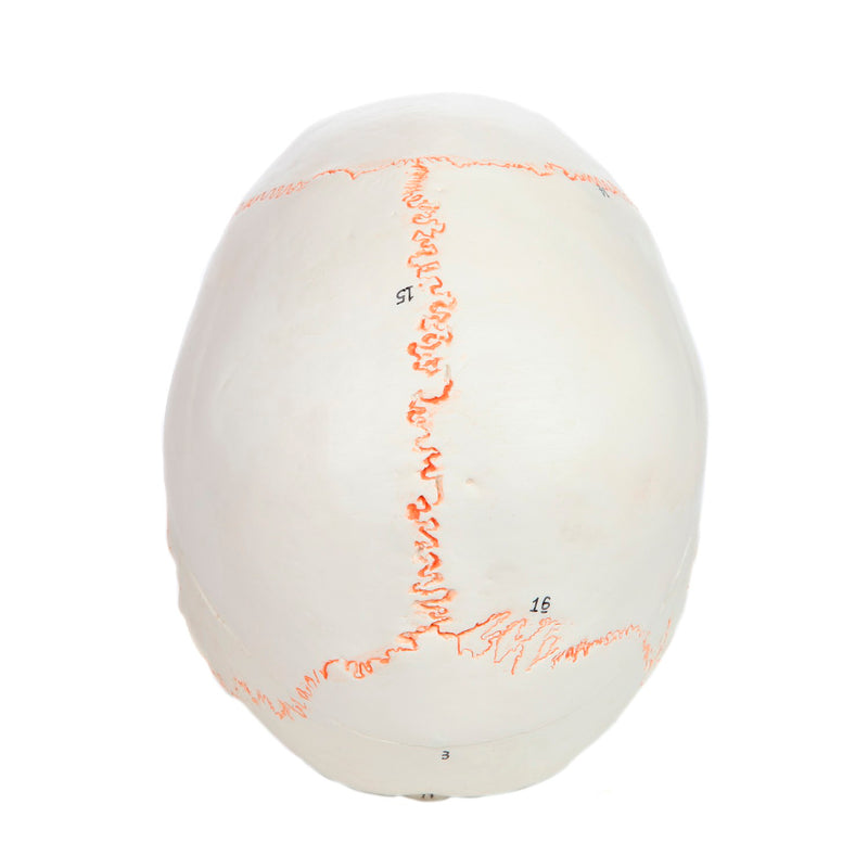 Load image into Gallery viewer, Classic Skull Model, Numbered, 3-Parts