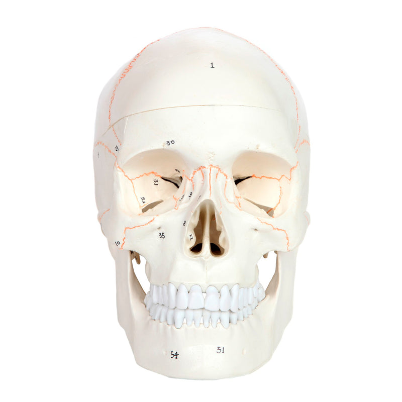 Load image into Gallery viewer, Classic Skull Model, Numbered, 3-Parts