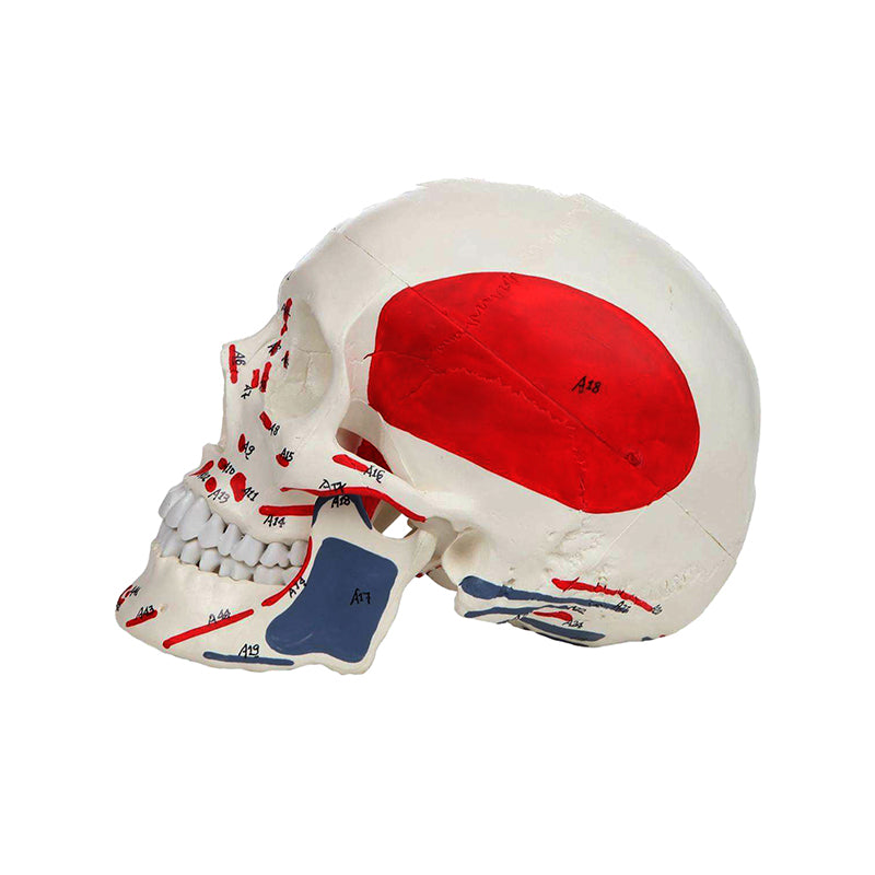 Load image into Gallery viewer, Classic Painted Skull Model