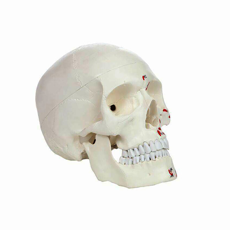 Load image into Gallery viewer, Classic Painted Skull Model