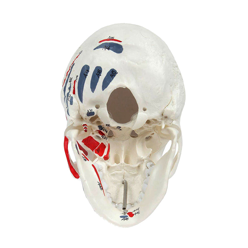 Load image into Gallery viewer, Classic Painted Skull Model