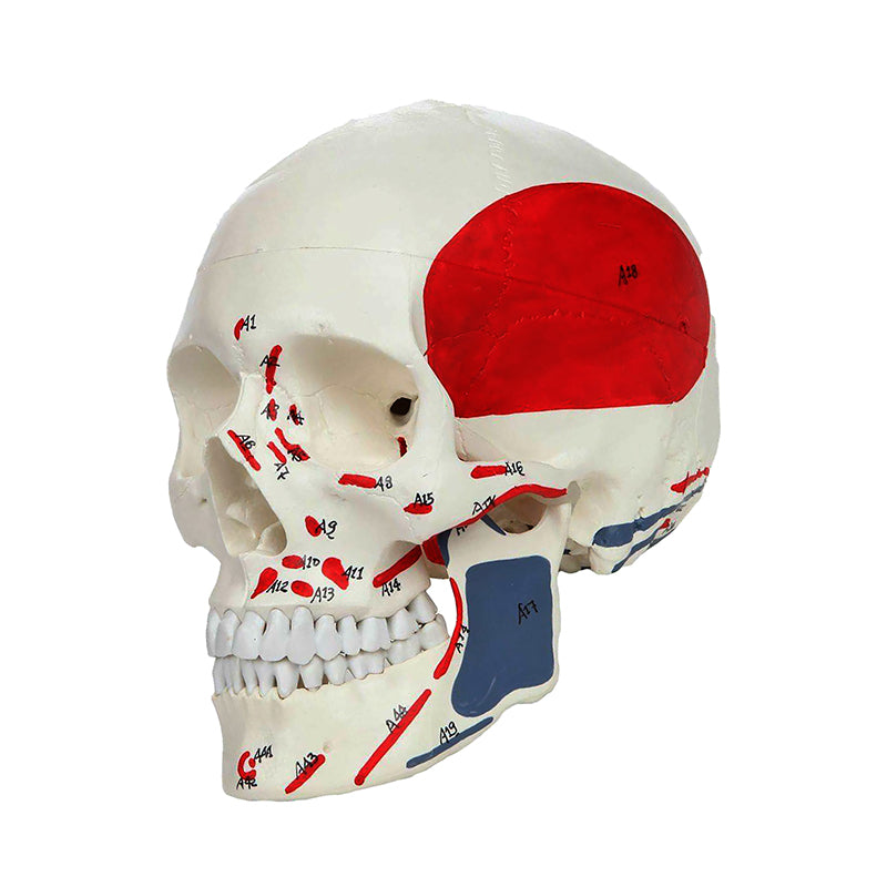 Load image into Gallery viewer, Classic Painted Skull Model