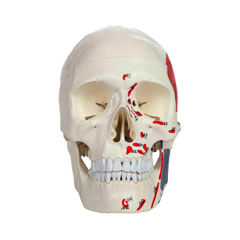 Classic Painted Skull Model – Nasco Healthcare