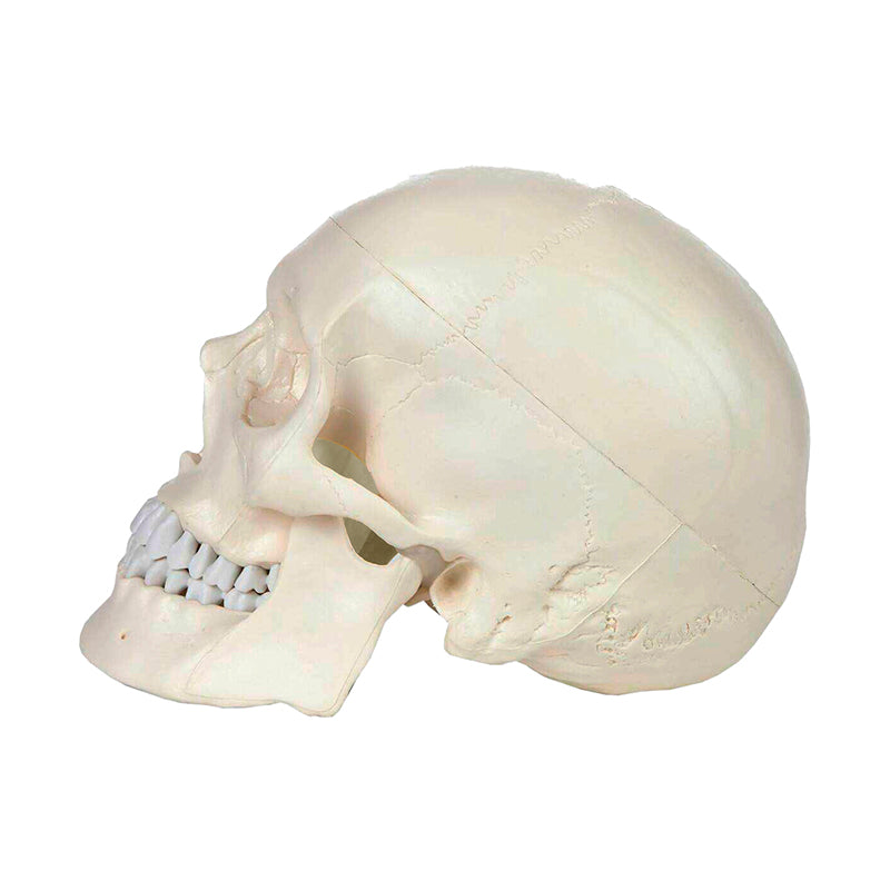 Load image into Gallery viewer, Classic Skull Model