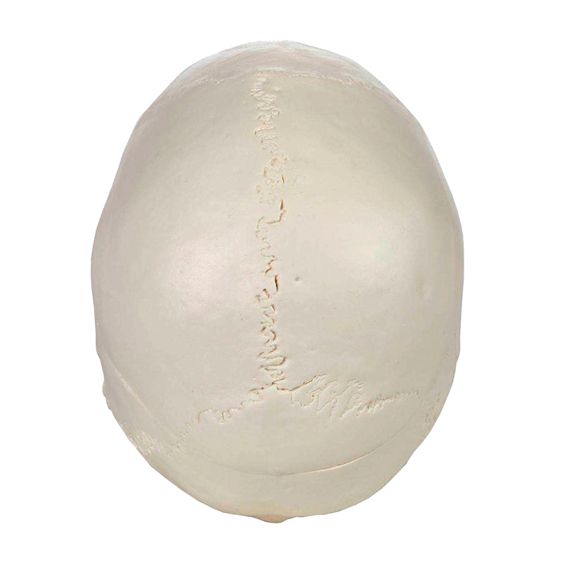 Load image into Gallery viewer, Classic Skull Model