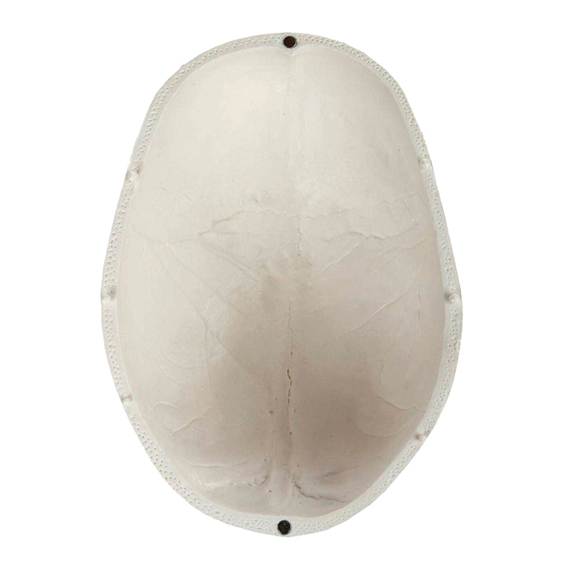 Load image into Gallery viewer, Classic Skull Model