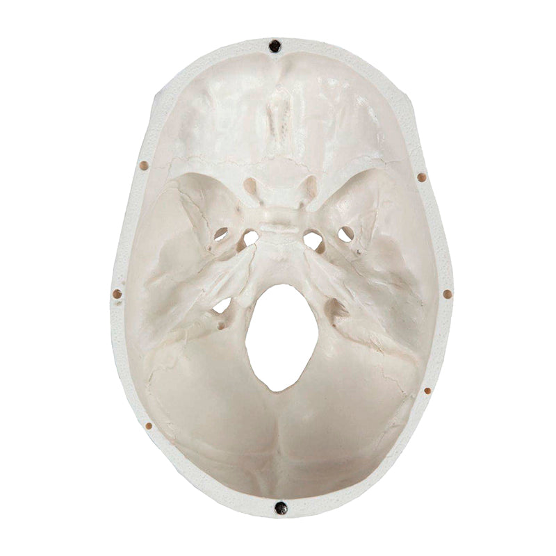 Load image into Gallery viewer, Classic Skull Model