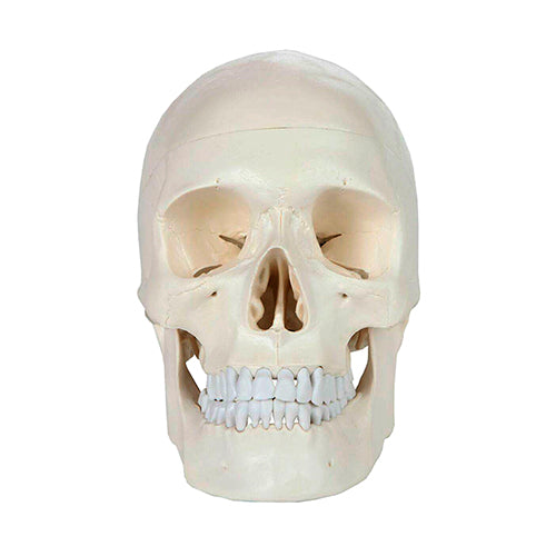 Load image into Gallery viewer, Classic Skull Model