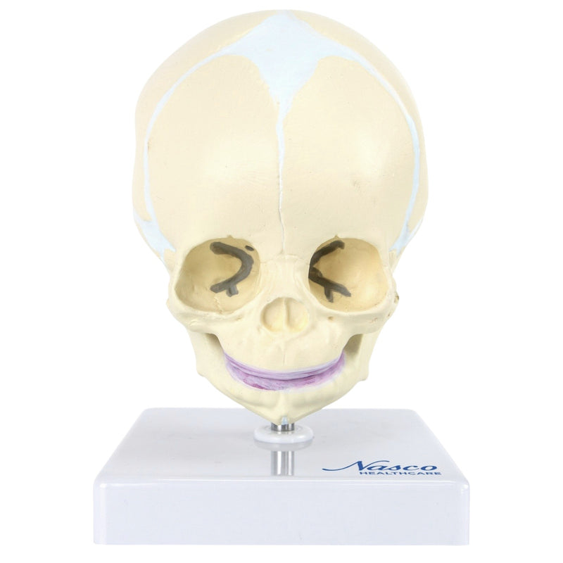Load image into Gallery viewer, Fetal Skull Model Mounted on Stand, 30th Week