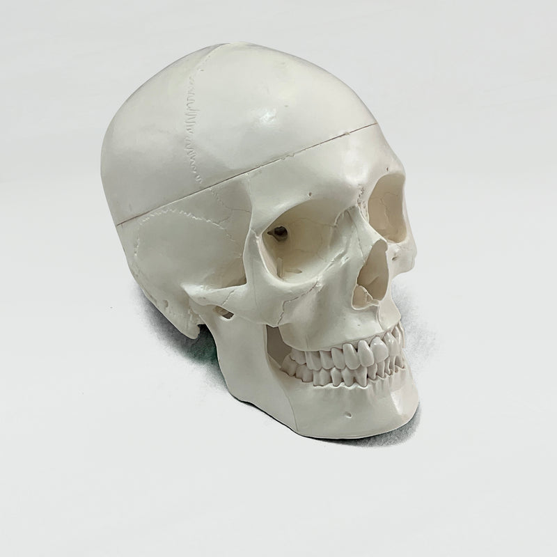 Load image into Gallery viewer, Skull with Blood Vessels Model