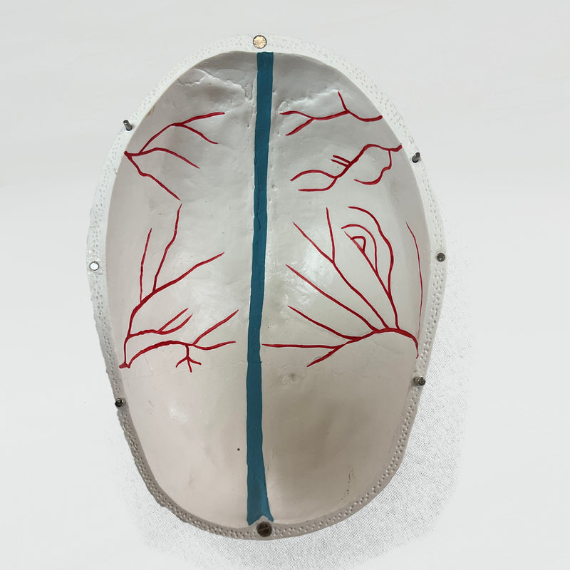 Load image into Gallery viewer, Skull with Blood Vessels Model