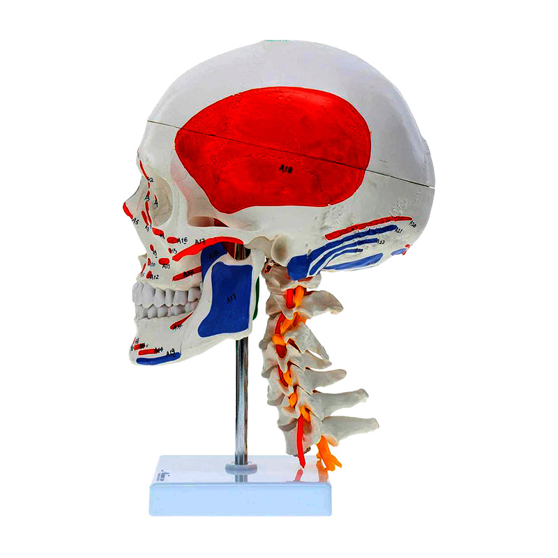 Load image into Gallery viewer, Didactic Skull with Muscle Insertion Model