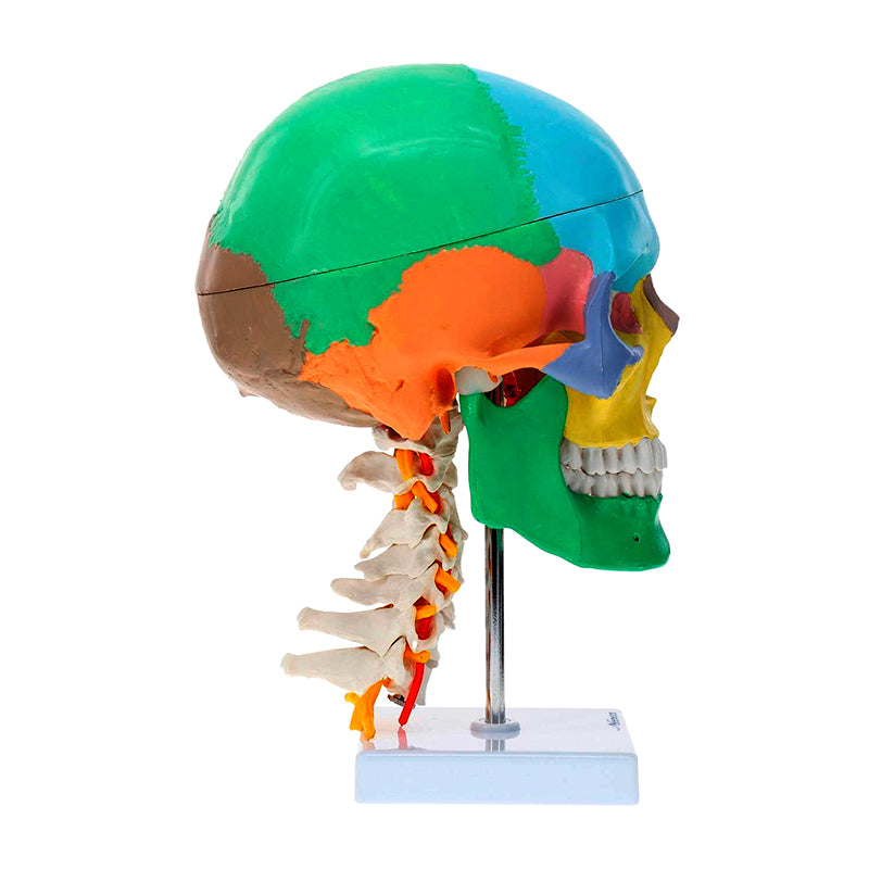 Load image into Gallery viewer, Didactic Skull with Muscle Insertion Model