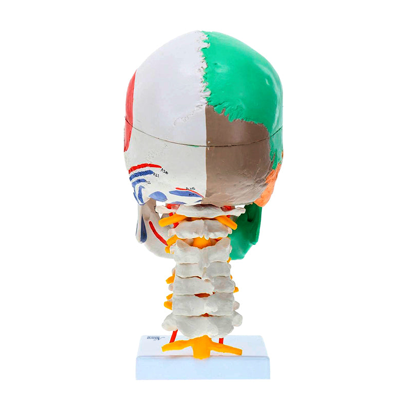 Load image into Gallery viewer, Didactic Skull with Muscle Insertion Model