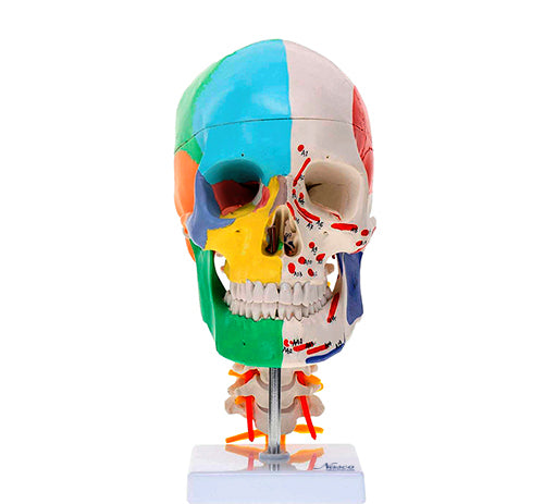 Load image into Gallery viewer, Didactic Skull with Muscle Insertion Model