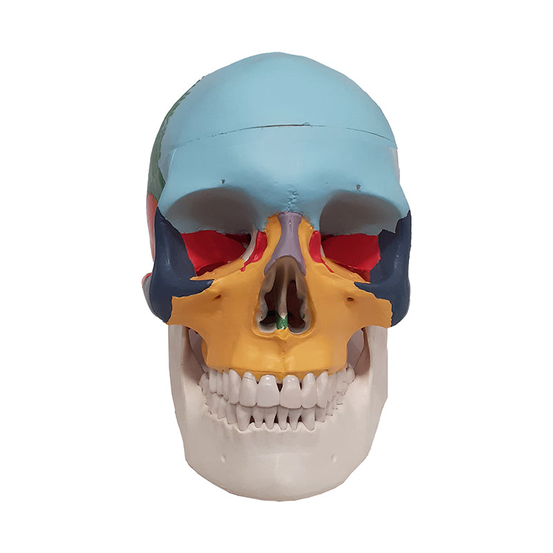 Load image into Gallery viewer, Didactic Colored Skull Model