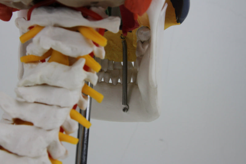 Load image into Gallery viewer, Didactic Skull Mounted on Cervical Spine Model