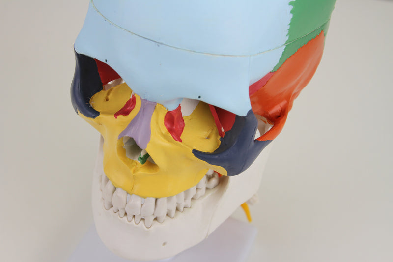 Load image into Gallery viewer, Didactic Skull Mounted on Cervical Spine Model