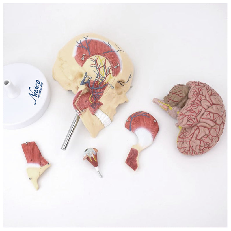 Load image into Gallery viewer, Deluxe Skull with Masticatory Muscles and Nerves Model