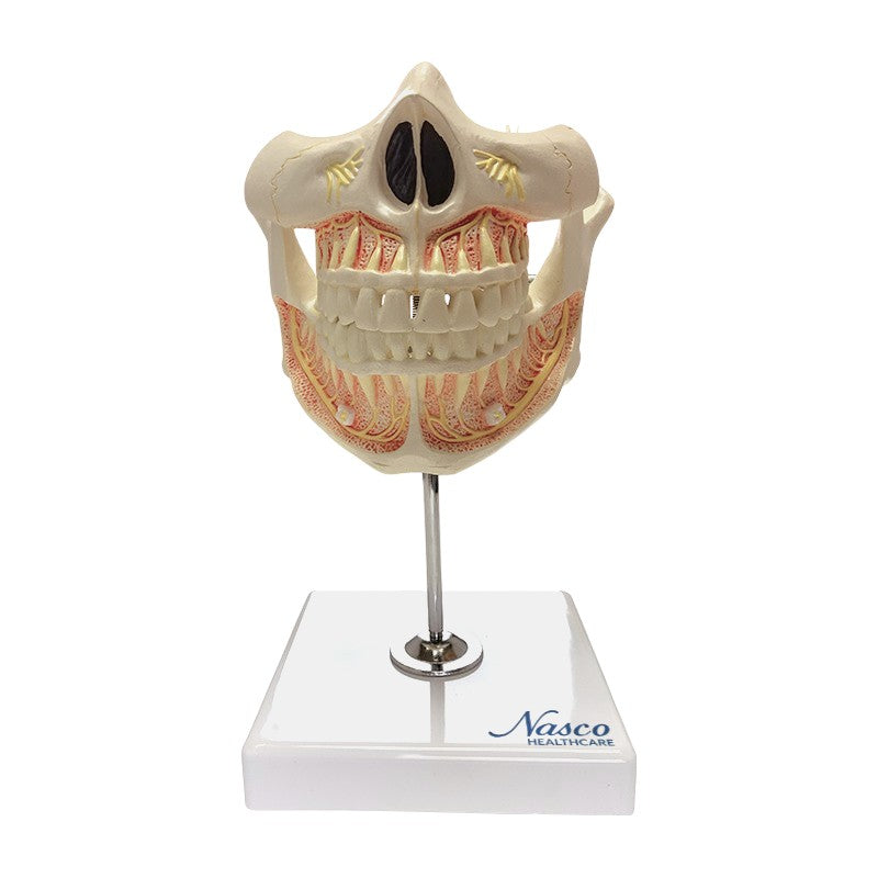 将图像加载到画廊查看器中,Adult Dentition with Nerves and Roots Model