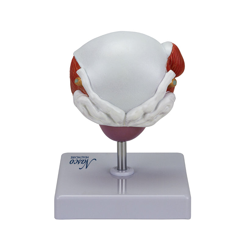 Загрузить изображение в просмотрщик галереи, Bladder and Prostate Diseases Model