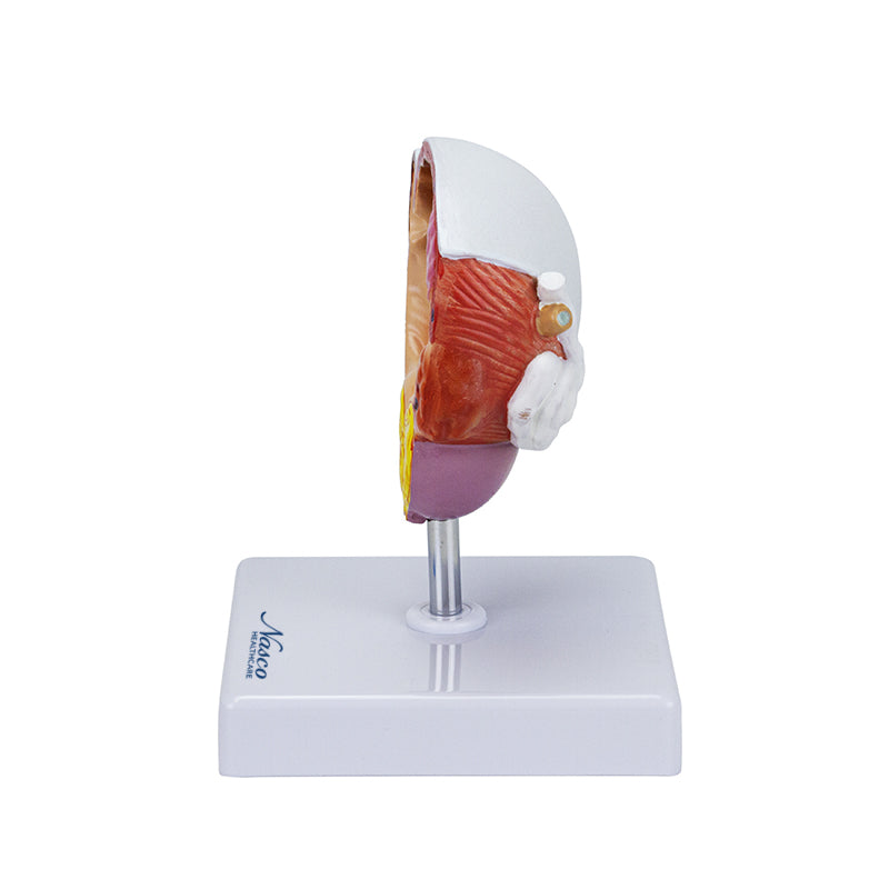 Загрузить изображение в просмотрщик галереи, Bladder and Prostate Diseases Model