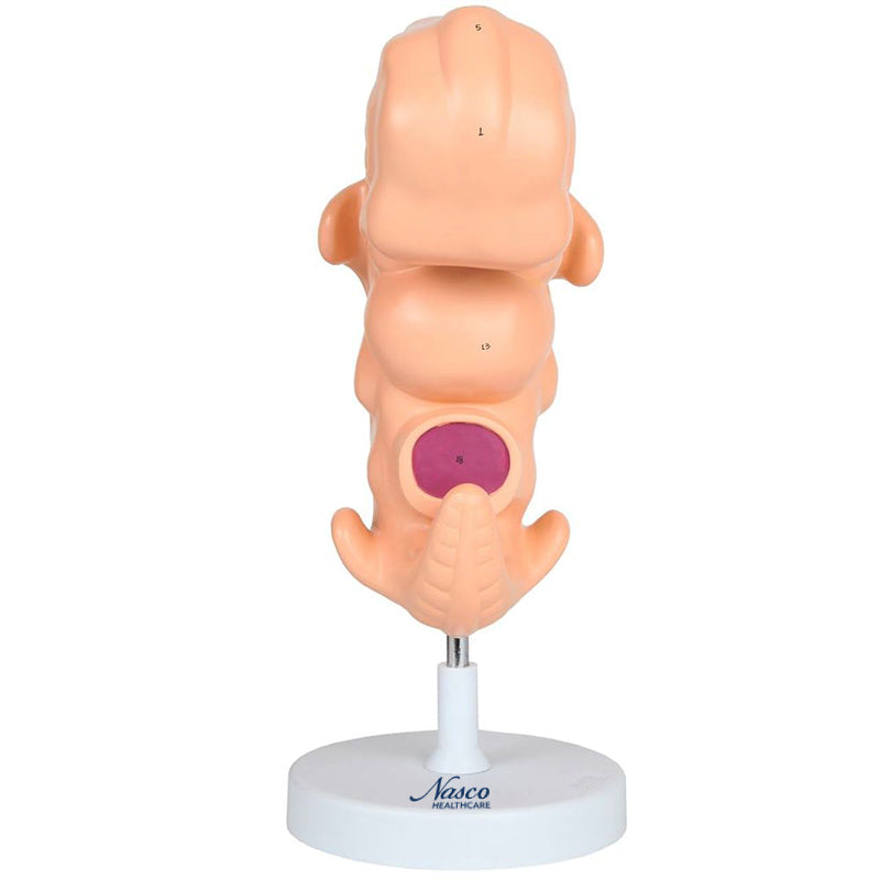 Load image into Gallery viewer, Embryo Moddel, 50X Enlarged