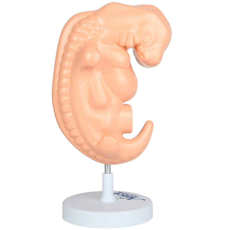 Load image into Gallery viewer, Embryo Moddel, 50X Enlarged