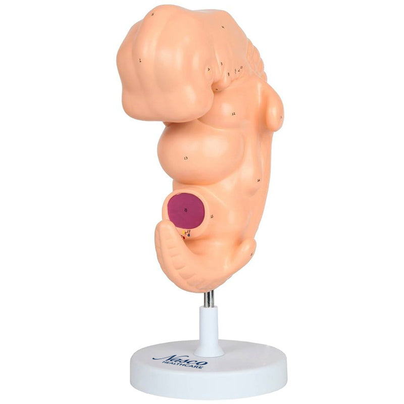 Load image into Gallery viewer, Embryo Moddel, 50X Enlarged