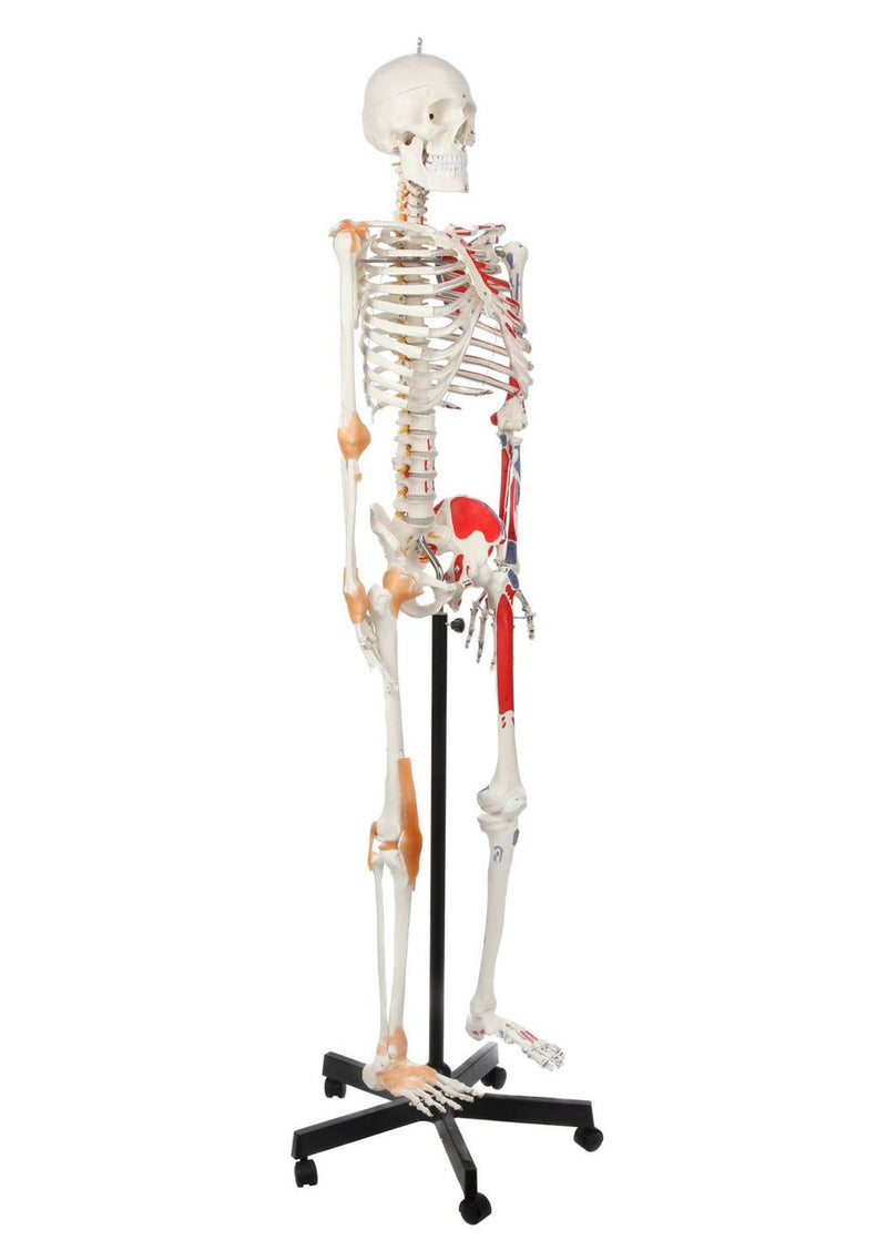 Load image into Gallery viewer, Adult Skeleton with Muscles & Ligaments Mounted on Stand with Casters