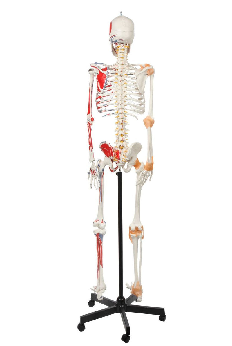 Load image into Gallery viewer, Adult Skeleton with Muscles & Ligaments Mounted on Stand with Casters