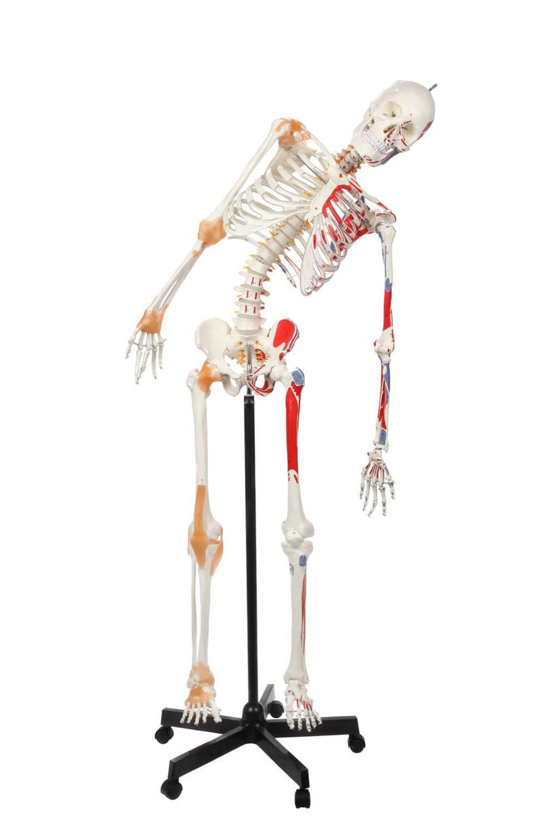 Load image into Gallery viewer, Adult Skeleton with Muscles & Ligaments Mounted on Stand with Casters